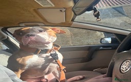 Mixed Breed dogs for sale: Reggie - Image 1