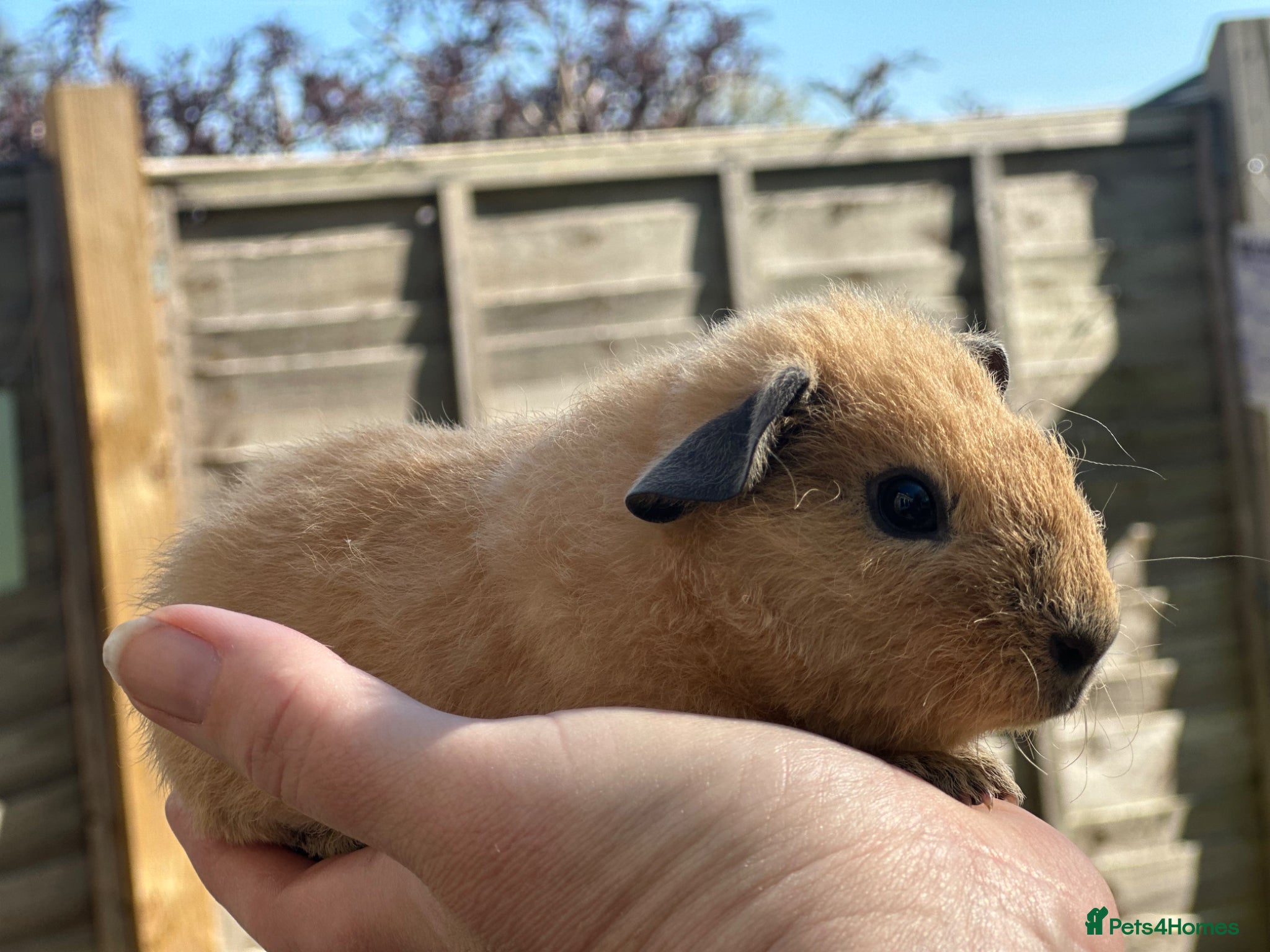Guinea Pig rodents One little boy - Advert 2