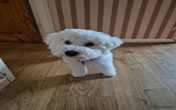 Poochon dogs for sale: Poochon Rehoming - Image 3