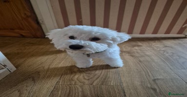 Poochon dogs - Advert 13