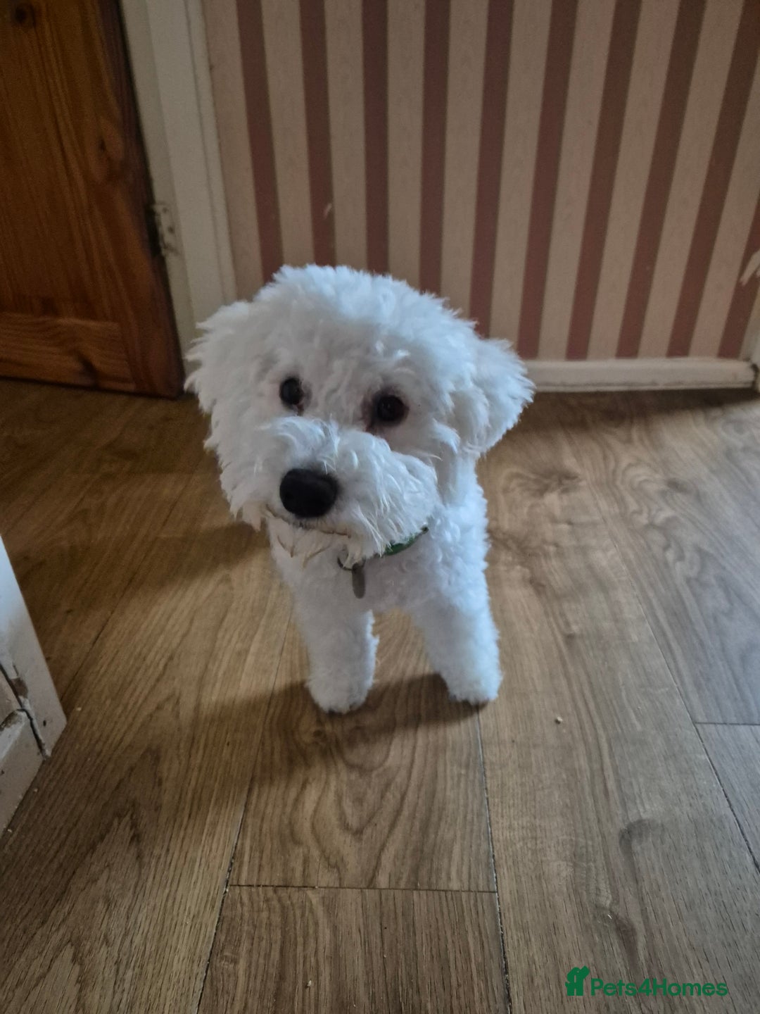 Poochon dogs for sale: Poochon Rehoming - Image 3