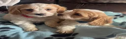 Cavachon dogs for sale: Cavachon puppies  - Advert 11