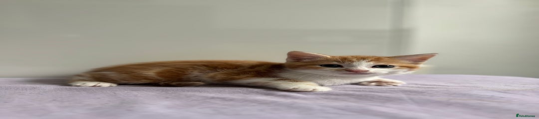 Kitten 4