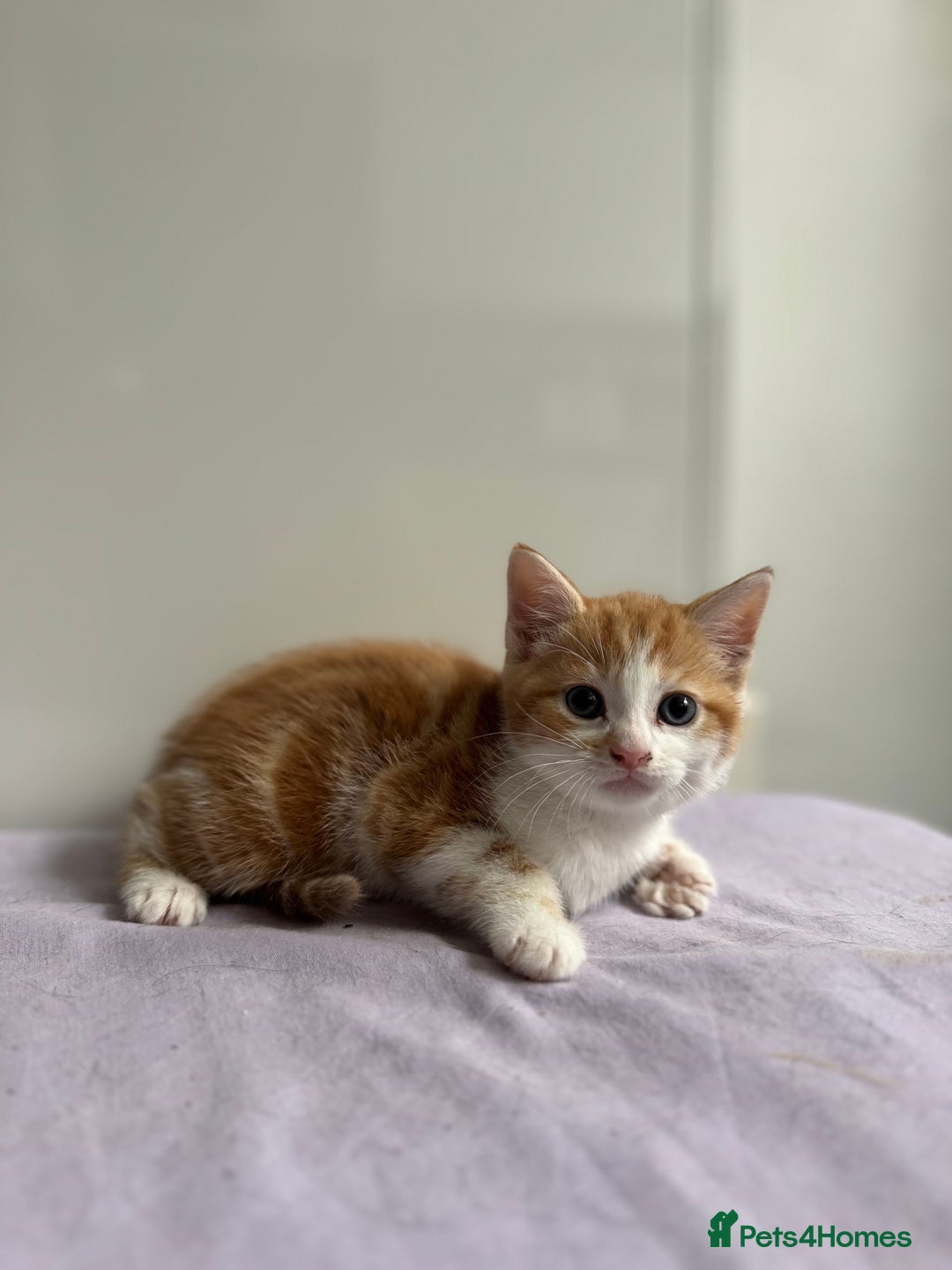 Mixed Breed cats for sale: 4 gorgeous ginger and grey kittens - Image 4