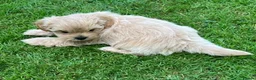 Shihpoo dogs for sale: SHIH POO PUPPIES  RARE SHADES & A DOBIE in Fordingbridge - Advert 18