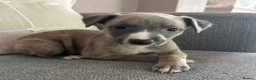 Whippet dogs for sale:  3 Male whippet pups available  - Advert 5