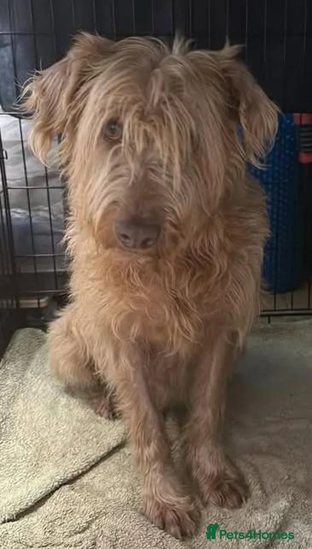 Mixed Breed dogs for adoption: Wonderful, sweet, gentle Harry- Norfolk  in Dereham - Advert 2