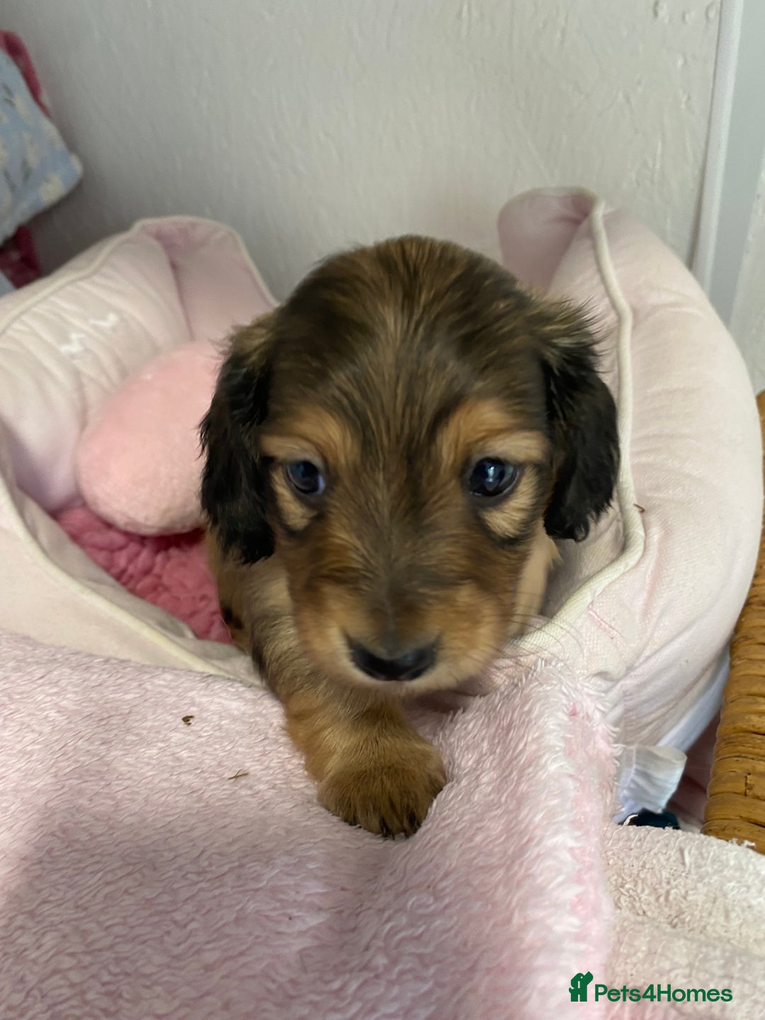 Miniature Dachshund dogs for sale: English Cream Mini Long Haired Dachshund  - Image 4