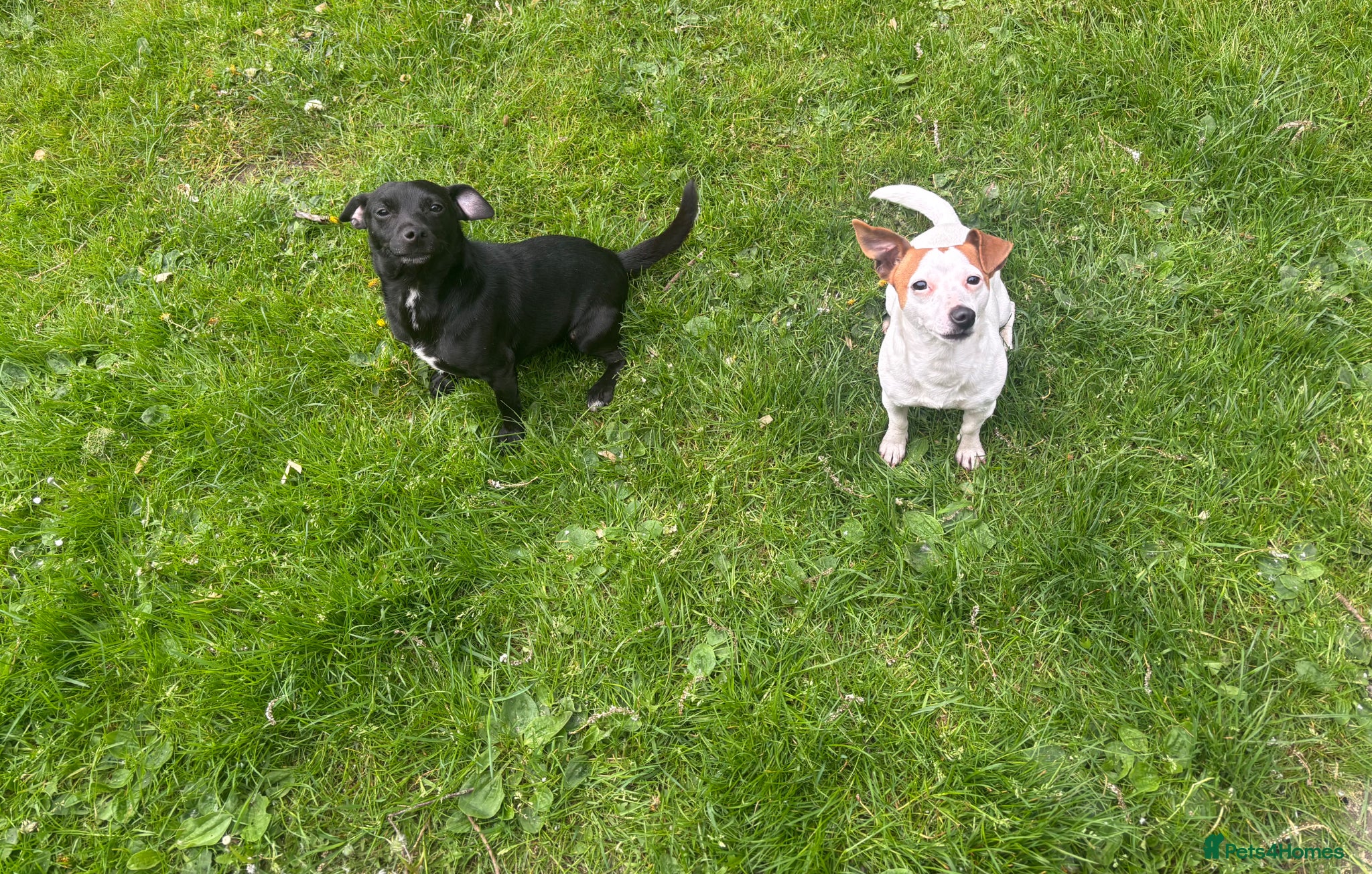 Jack Russell dogs Beautiful Jack Russell adult - Advert 1