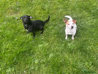 Jack Russell dogs Beautiful Jack Russell adult - Advert 1