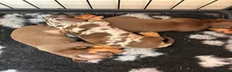 Miniature Dachshund dogs for sale: Stunning litter of 3 miniature dachshunds  - Advert 5