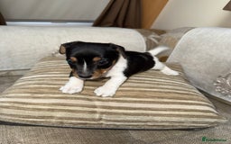 Jack Russell dogs for sale: Short legged jack Russel puppies - Image 14