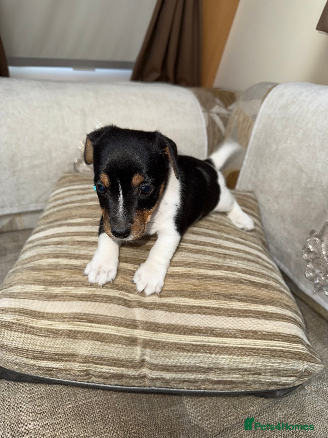 Jack Russell dogs for sale: Short legged jack Russel puppies - Image 14