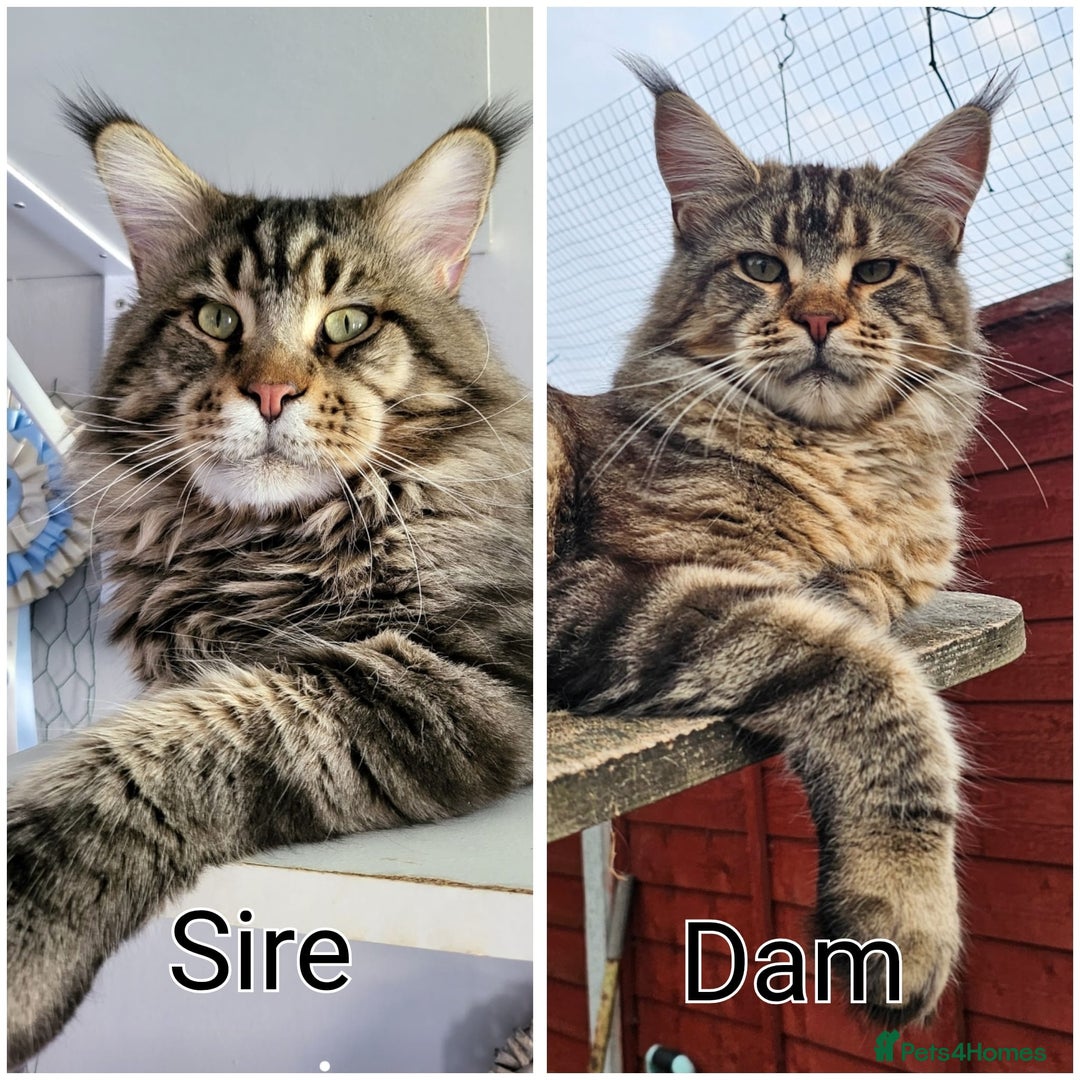 Maine Coon cats for sale: Pedigree Maine Coon boys from tested parents  - Image 2
