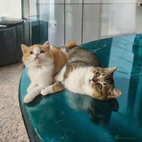 Scottish Fold cats Tiny Treasures Scottish Fold Straight Ear Kittens - Advert 1