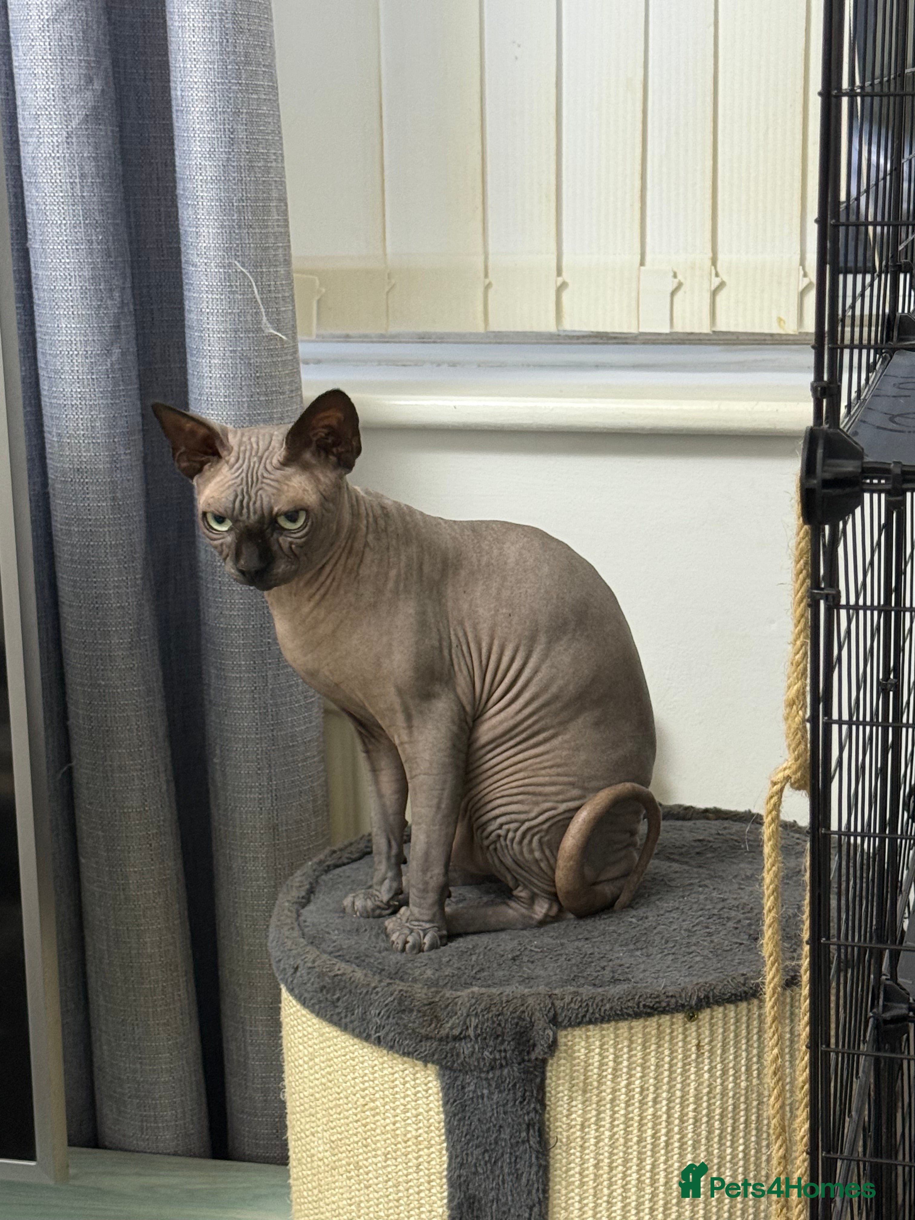 Sphynx cats TICA Registered Active, stunning Canadian Sphynx i - Advert 1
