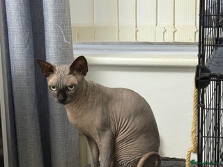 Sphynx cats TICA Registered Active, stunning Canadian Sphynx i - Advert 5