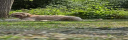 Labradoodle dogs for sale: Labradoodle - Advert 5