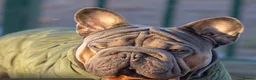 French Bulldog dogs for sale: Ready to go! Top quality French bulldogs  - Advert 17
