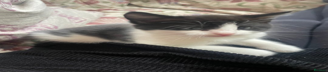 Mixed Breed Kitten 2