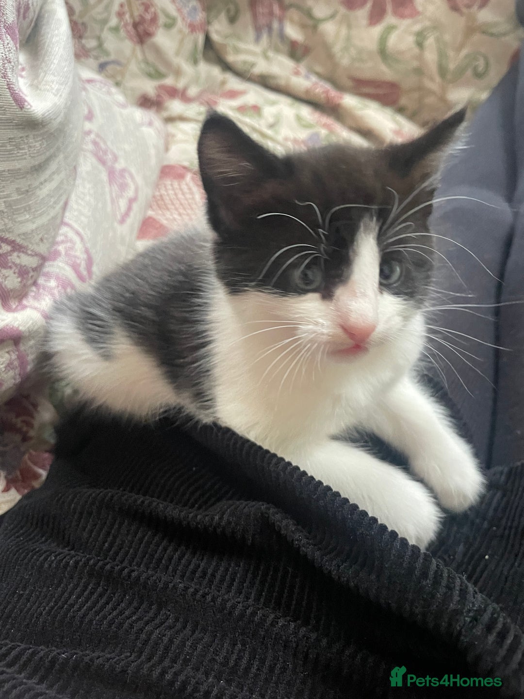Mixed Breed cats for sale: Part main coon kittens  - Image 4
