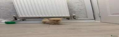 Pomchi 2
