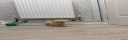 Pomchi dogs for sale: Pomeranian/chihuahua micro pups in Birmingham - Advert 9
