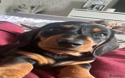 Miniature Dachshund dogs for sale: Miniature daschunds  READY TO LEAVE 29th SEPT - Image 19