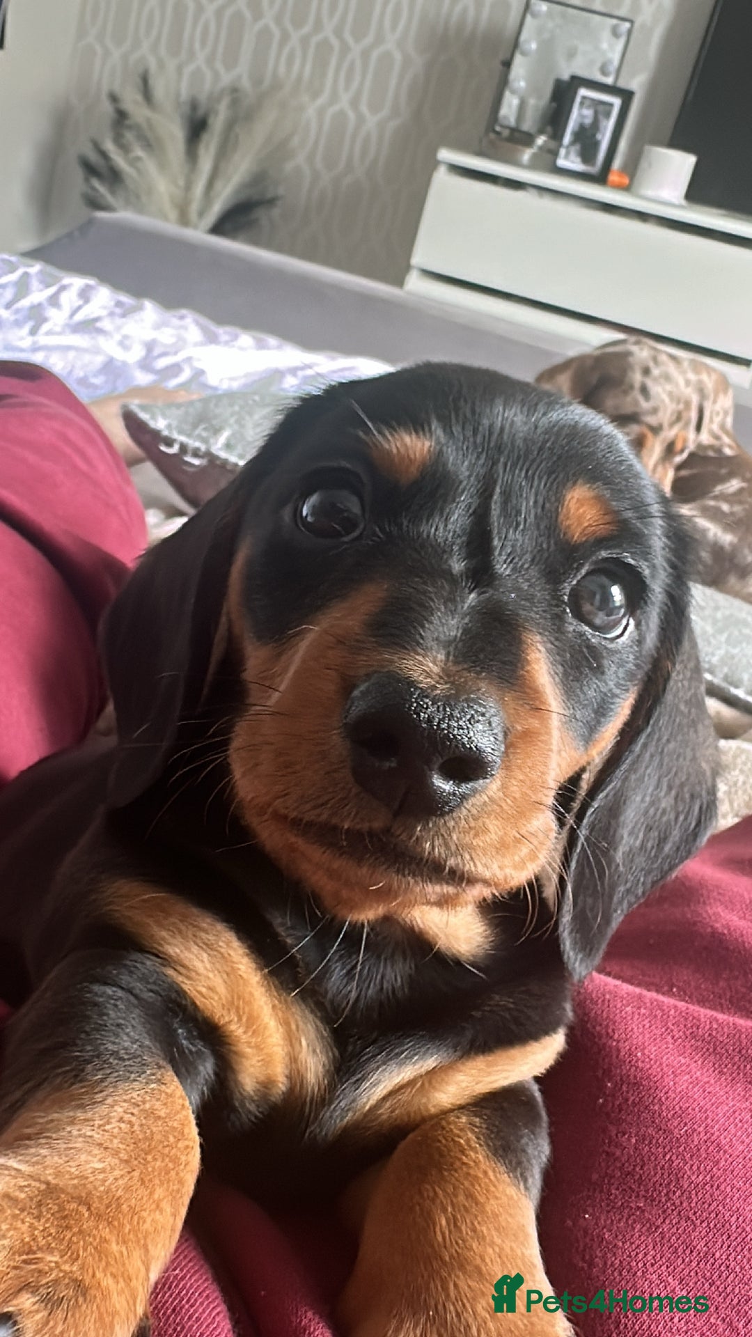 Miniature Dachshund dogs for sale: Miniature daschunds  READY TO LEAVE 29th SEPT - Image 19