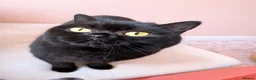 British Shorthair cats for sale: British Shorthair sisters in Rugby - Advert 6