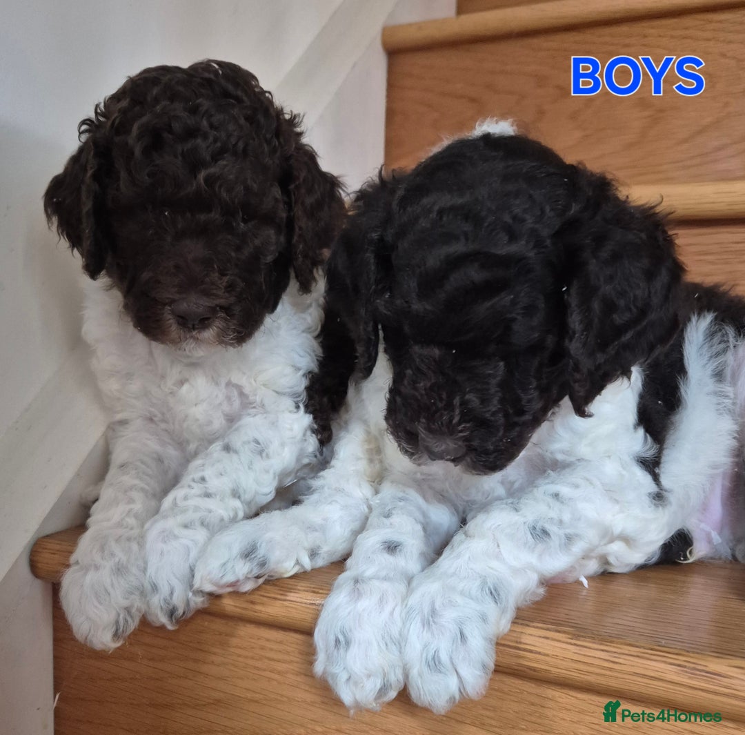 Standard Poodle dogs for sale: KC Reg Chocolate parti Standard Poodle puppies - Image 12