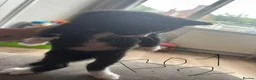Mixed Breed cats for sale: 6 beautiful kittens  - Advert 11