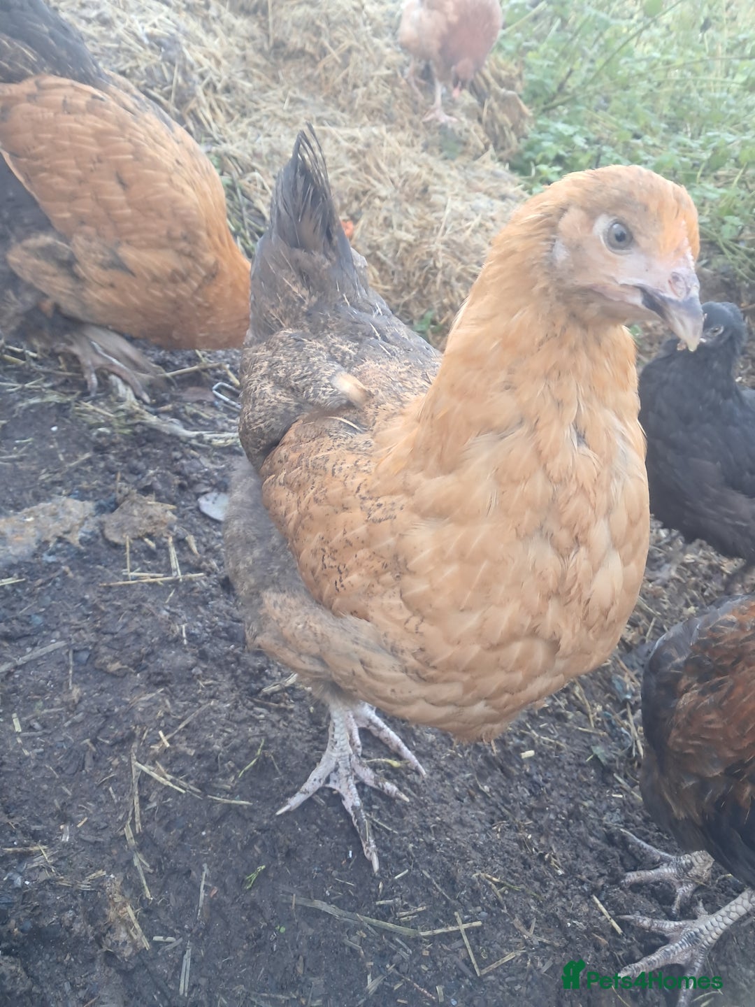 Chickens poultry for sale: POINT OF LAY PULLETS AVAILABLE  - Advert 15