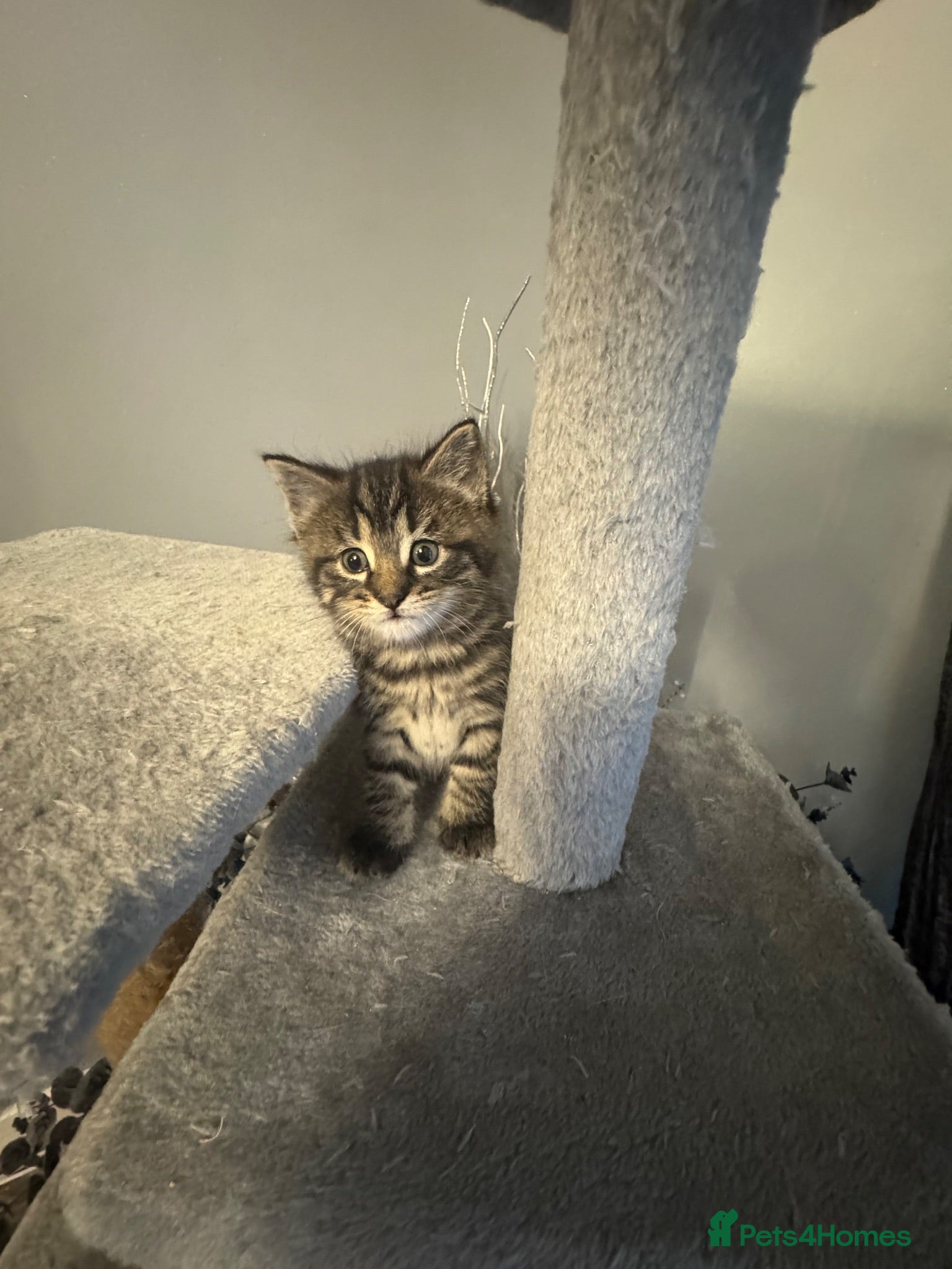 Mixed Breed cats Super cute kittens  - Advert 2