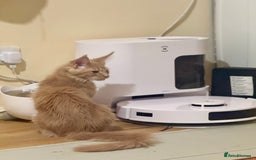 Maine Coon cats for sale: Last Ginger Boy Pure Mainecoon! - Image 24