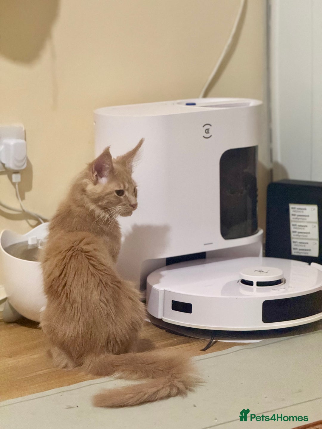 Maine Coon cats for sale: Last Ginger Boy Pure Mainecoon! - Image 24