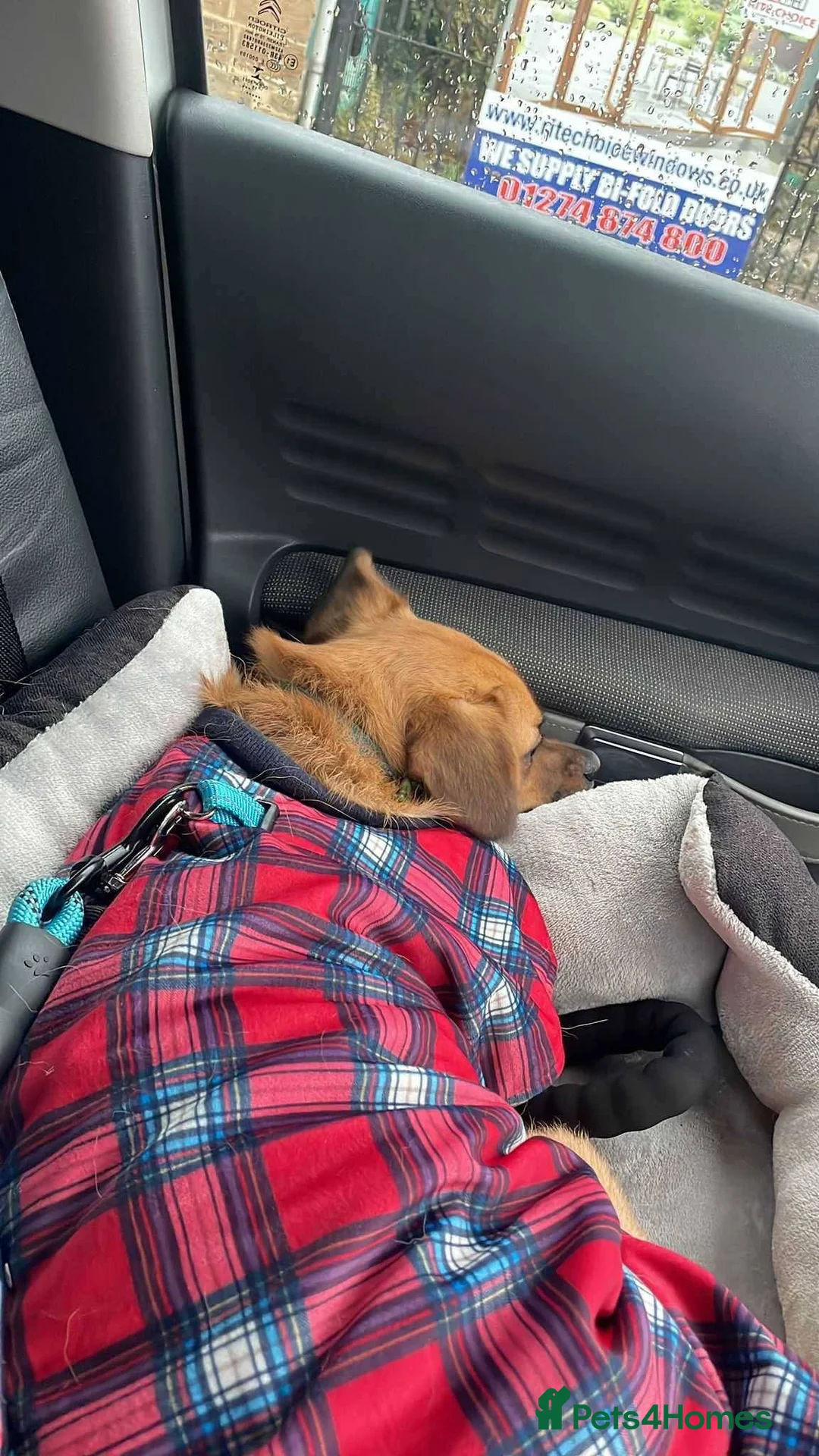 Mixed Breed dogs for adoption: Meet Jaspher, currently residing in Wakefield  - Advert 9