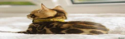 Bengal cats for sale: ONLY 4 LEFT - HEALTH/DNA TESTED BENGALS - Advert 16