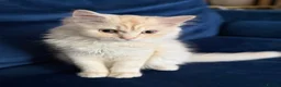 British Longhair cats for sale: Rare Fluffy Cream British longhair Kitten  in Bradford - Advert 1