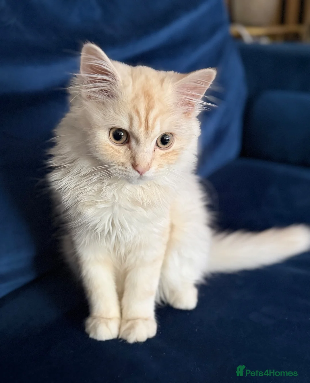 British Longhair cats for sale: Rare Fluffy Cream British longhair Kitten  in Bradford - Advert 1