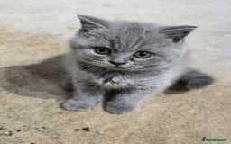 British Shorthair cats for sale: British Shorthairs Stunning Litter - Image 9