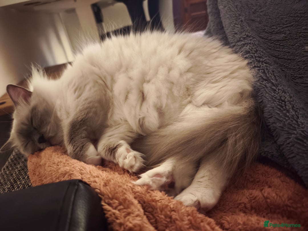 Ragdoll cats for sale: ASAP Active Ragdoll Queen TICA Rehoming💔 - Image 3