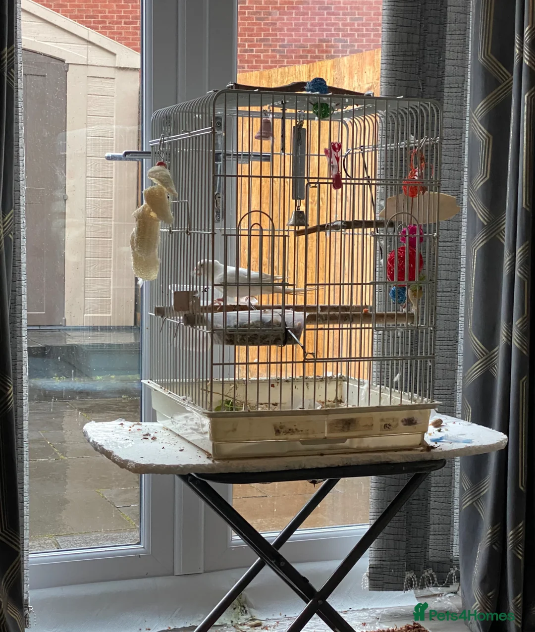 Parakeets birds for sale: Beautiful White Parakeet male Semi tame playful  - Advert 2