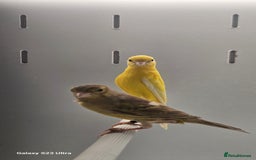 Canaries birds for sale: Irish fancy canarys  - Image 2