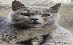 British Shorthair cats for sale: Stunning British Short hair kittens - Image 8