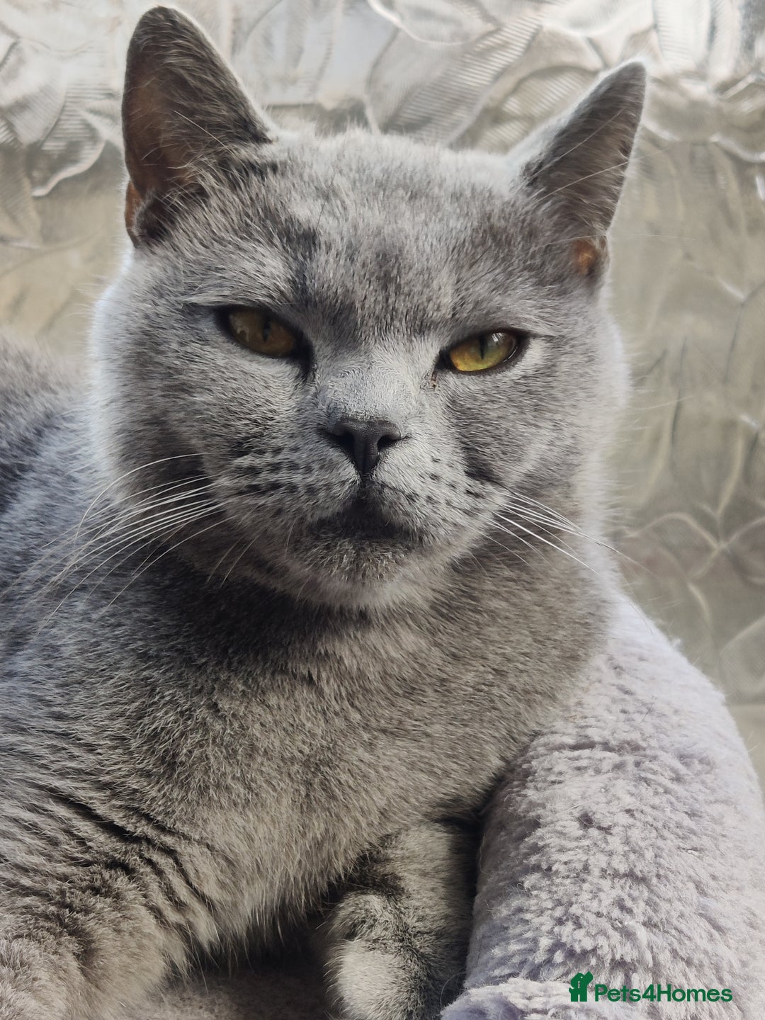 British Shorthair cats for sale: Stunning British Short hair kittens - Image 8