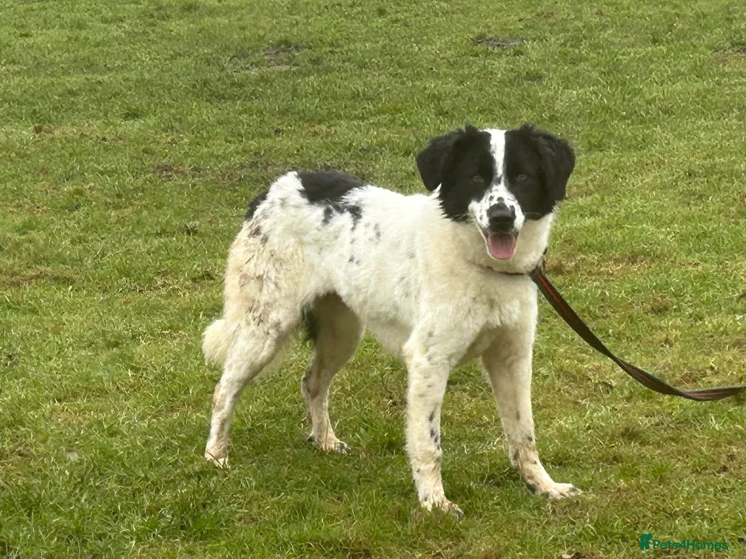Mixed Breed dogs for adoption: Magpie - Norwich Norfolk  in Norwich - Advert 11