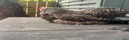 Chickens poultry for sale: Young cuckoo pekin quad 1 cockerel 3 hens laying - Advert 5