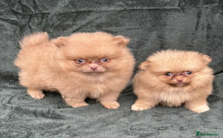 Pomeranian dogs - Advert 3
