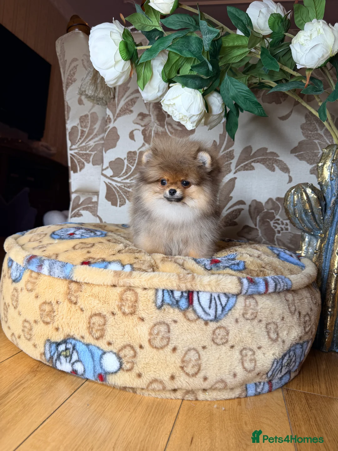 Pomeranian dogs for sale: Orange teddy bear type Pomeranian boy and girl - Advert 33